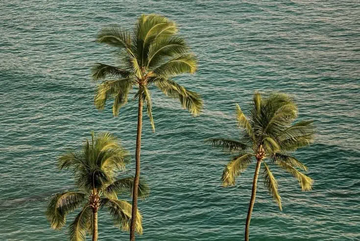 Palma – destinație premium RG Travel Agency